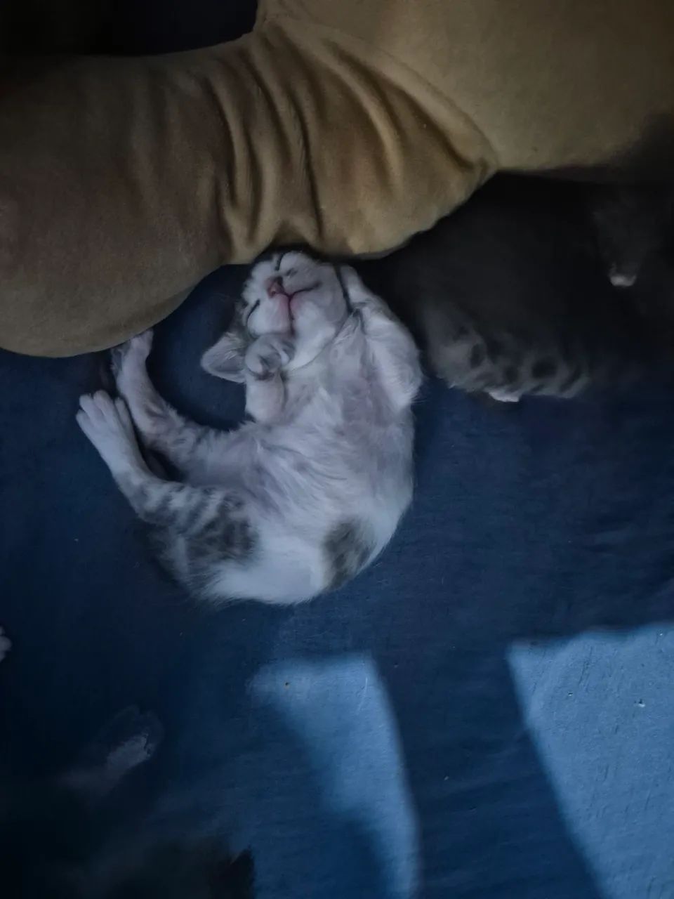 Gatos para doação  - Foto 2