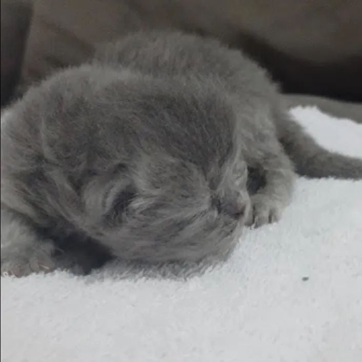 Filhote Persa Fêmea 