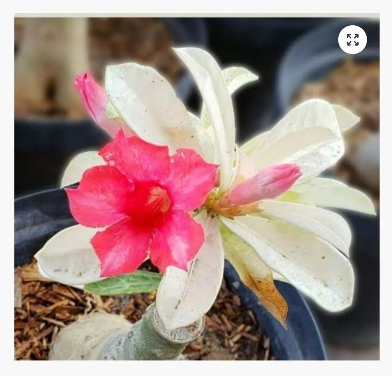 Rosa do deserto variegata 64292884520963121