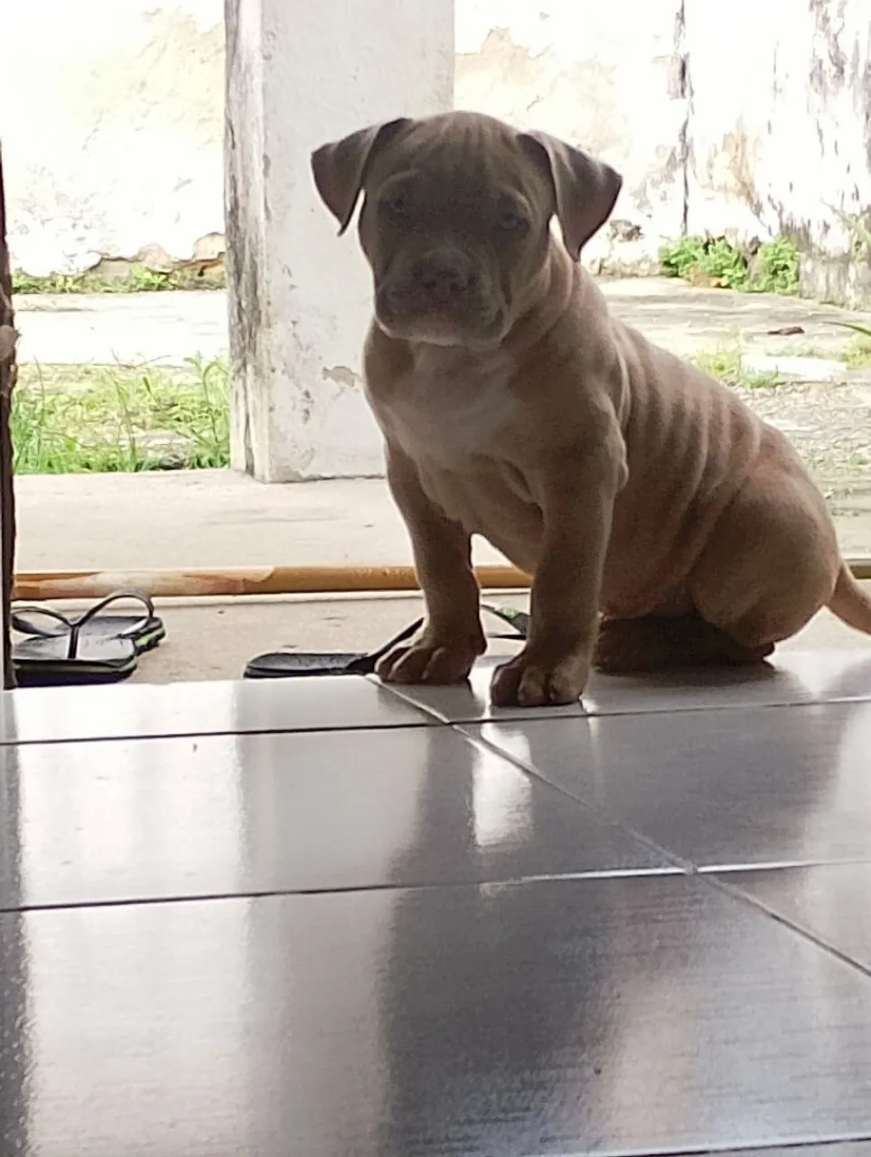 Pit Monster 