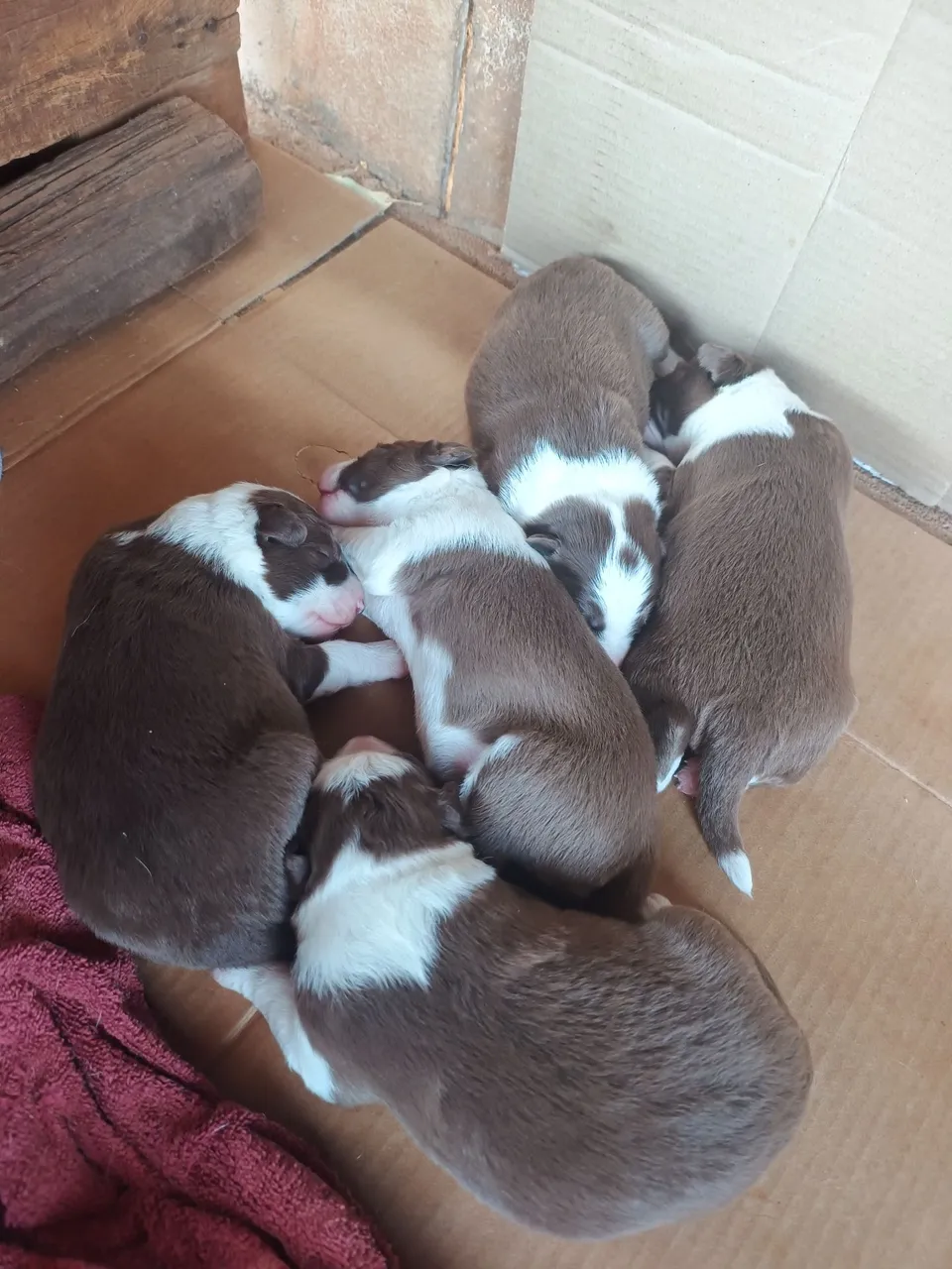 Filhotes de Border Collie 