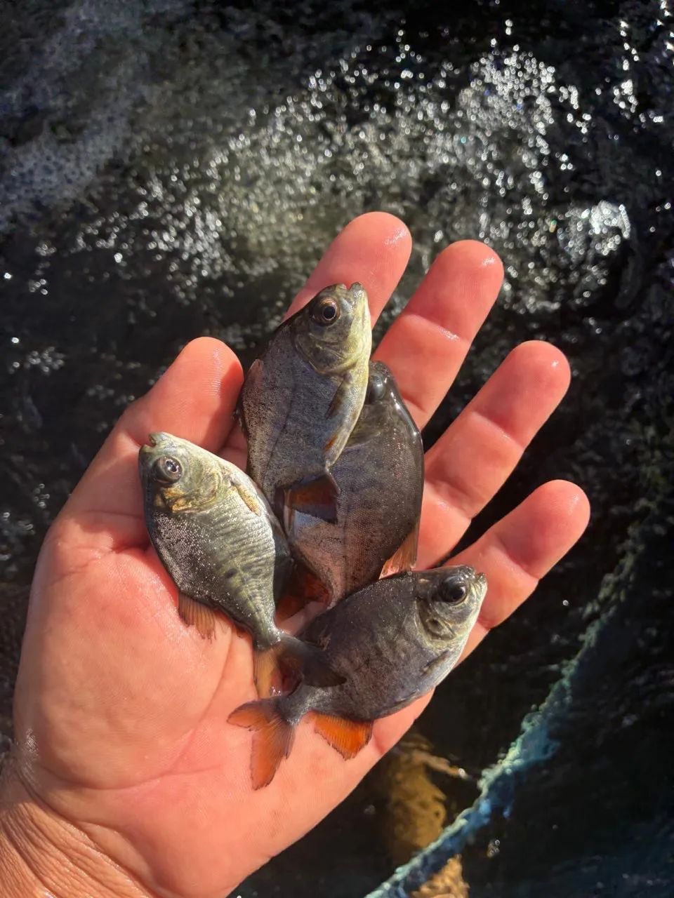Alevinos e Juvenis para Piscicultura/Lago/Represa - Foto 2