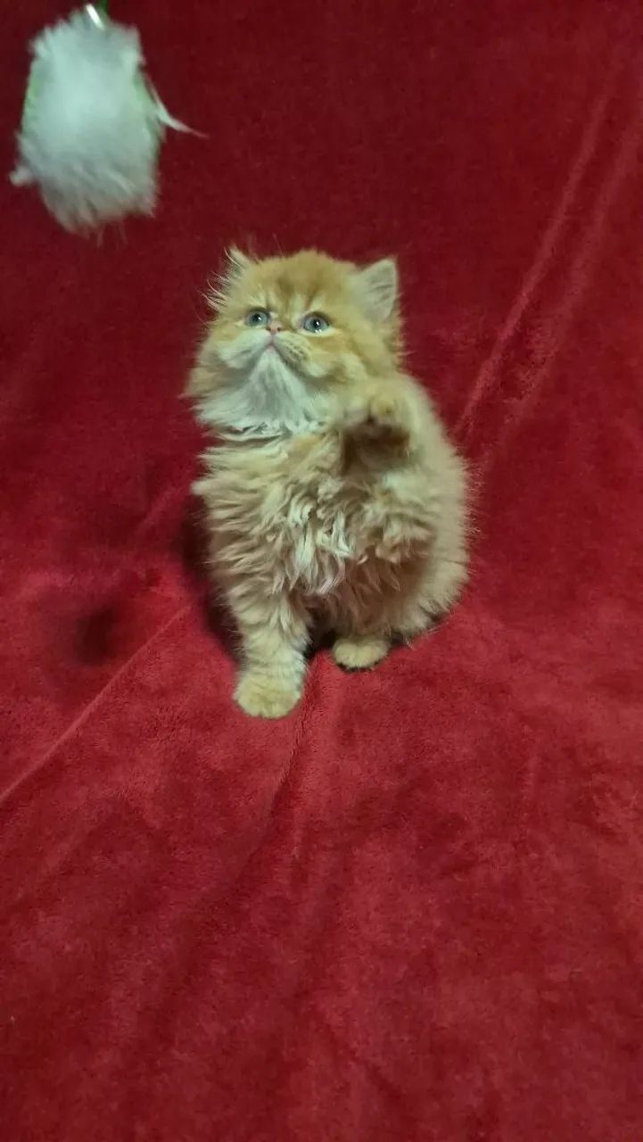 Persa a pronta entrega  - Foto 4