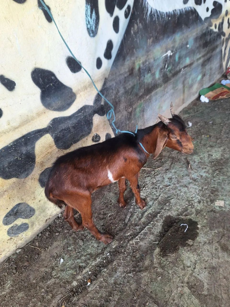 Bode e cabra - Foto 5