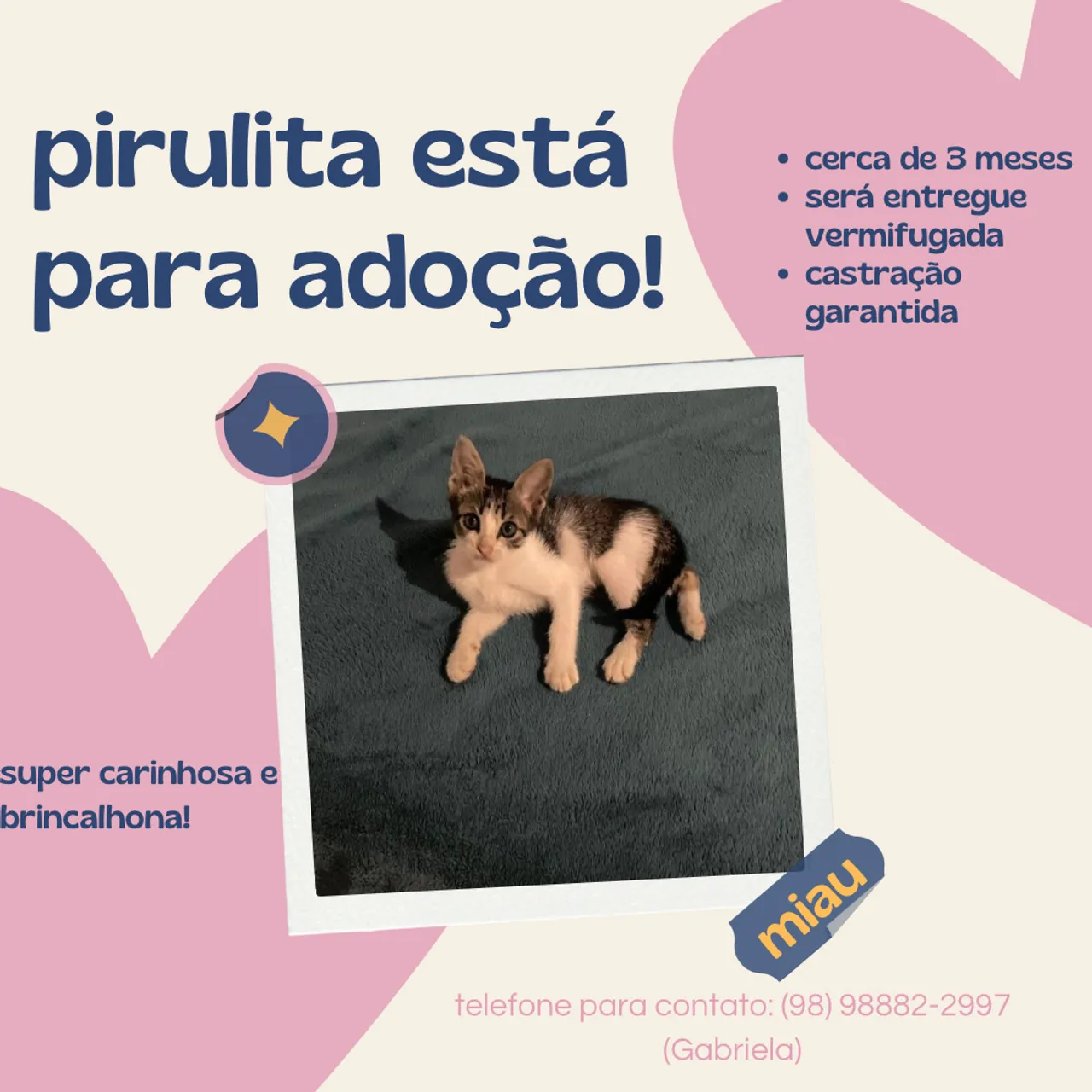 Pirulita para adoção! Gatinha linda e carinhosa