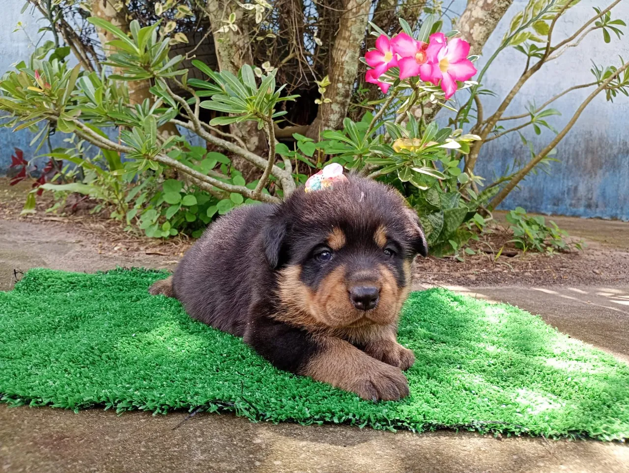 Filhote de Rottweiler muito lindas e fofas