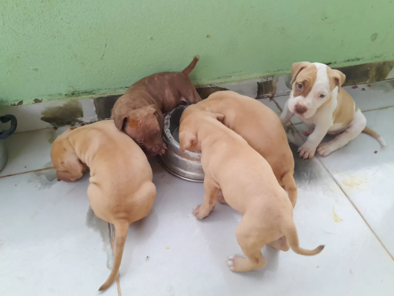 Filhotes de Pitbull moster à Venda - Lindos e Saudáveis!