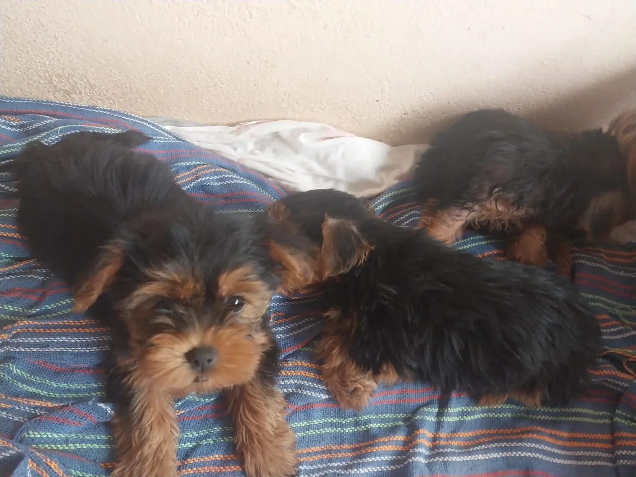 Filhotes de Yorkshire Terrier - Lindos e Carinhosos!