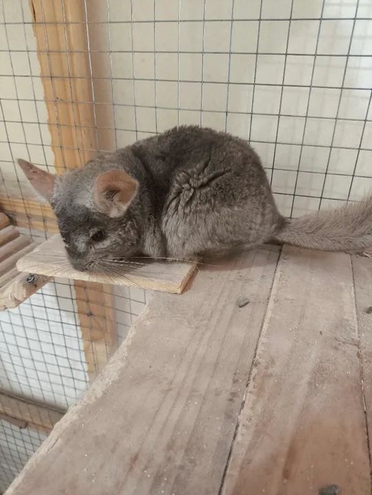 Chinchila Fêmea bege - Foto 6