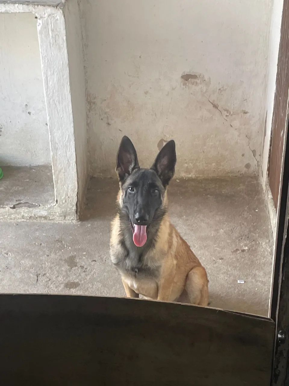 Filhote de Pastor Alemão belga malinois - Foto 4