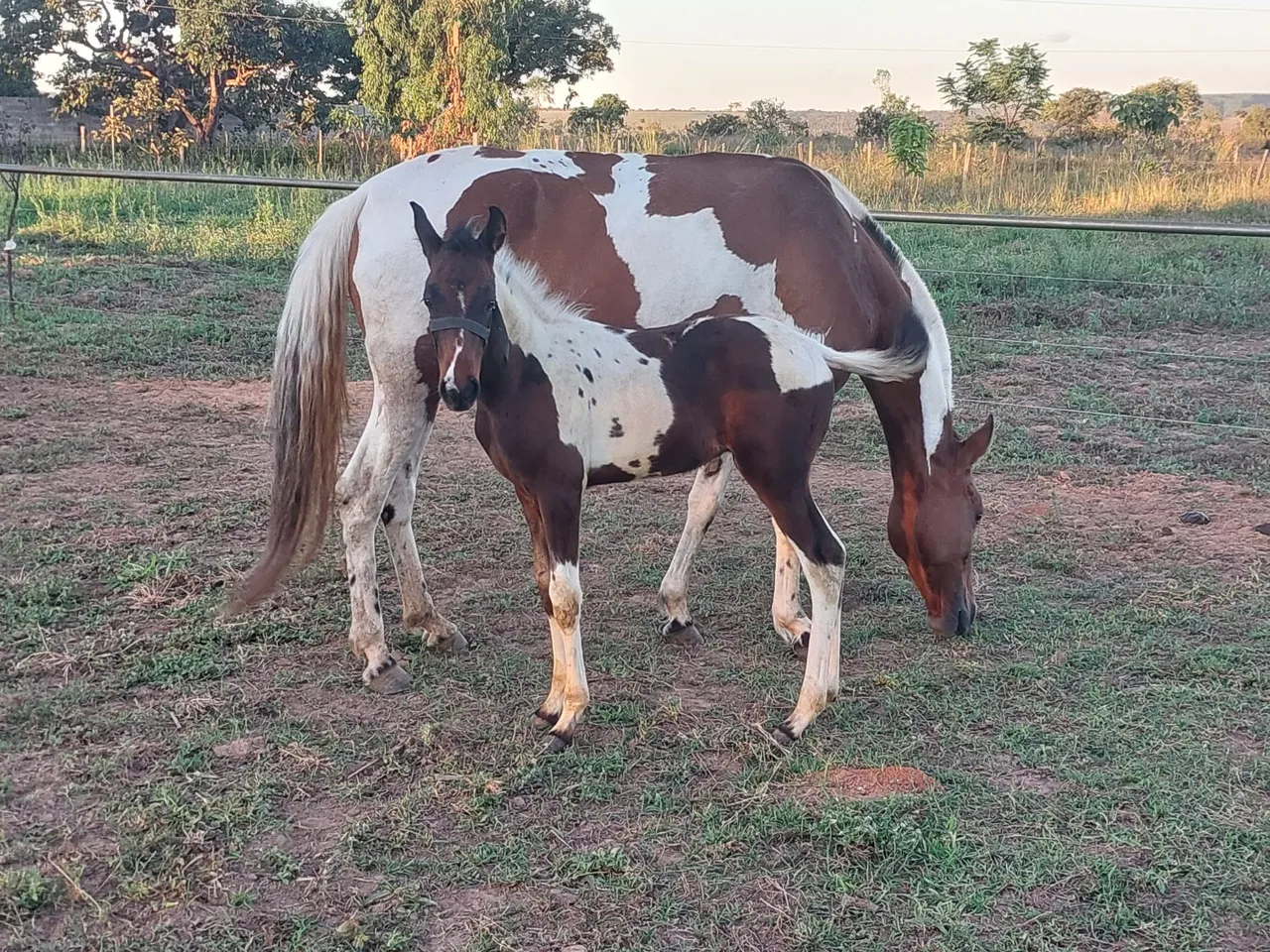 Égua Pampa Mangalaga Marchador