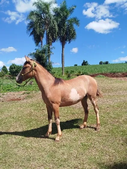 Potranca crioula