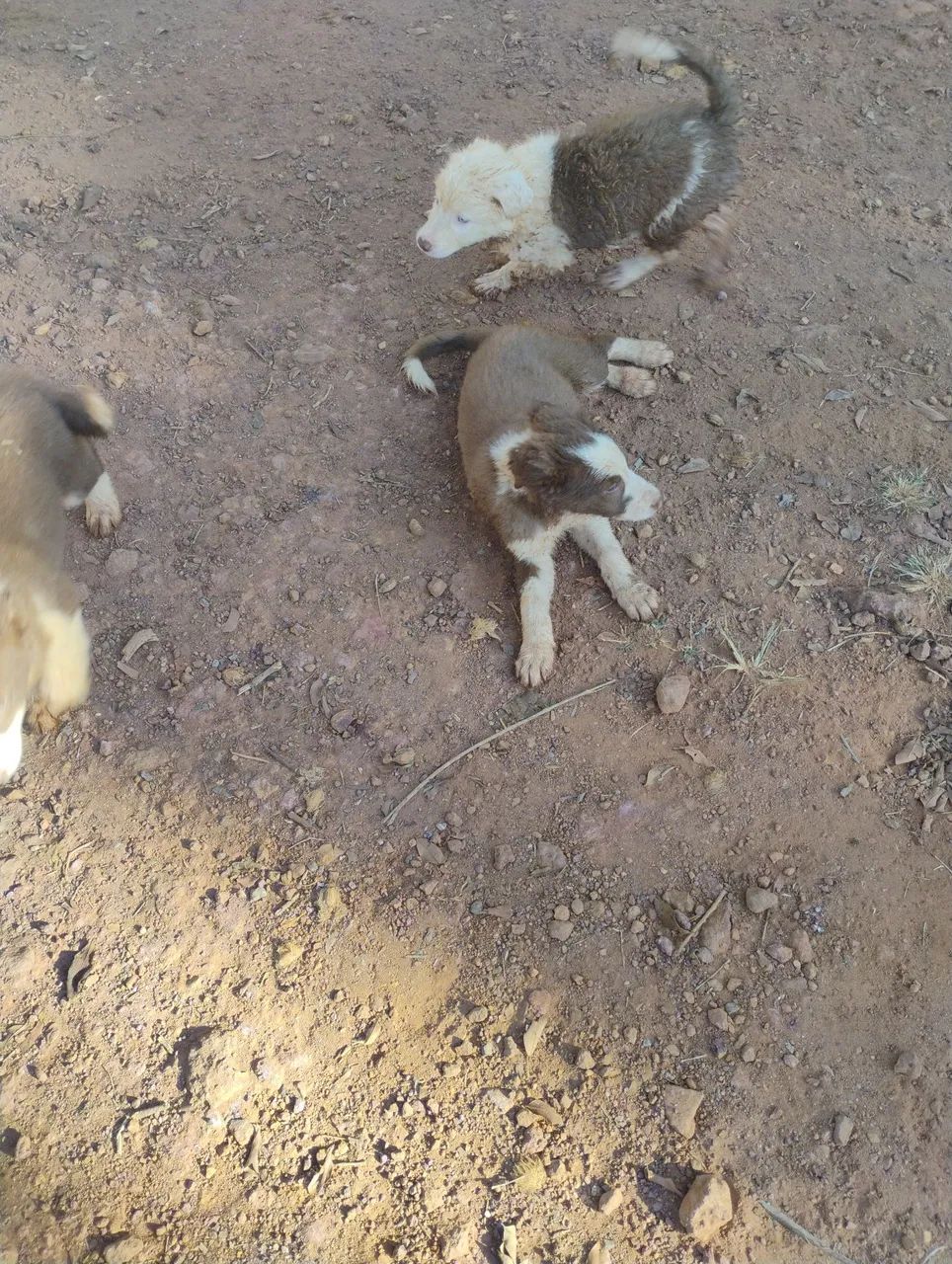 Lindos filhotes de Border Collie