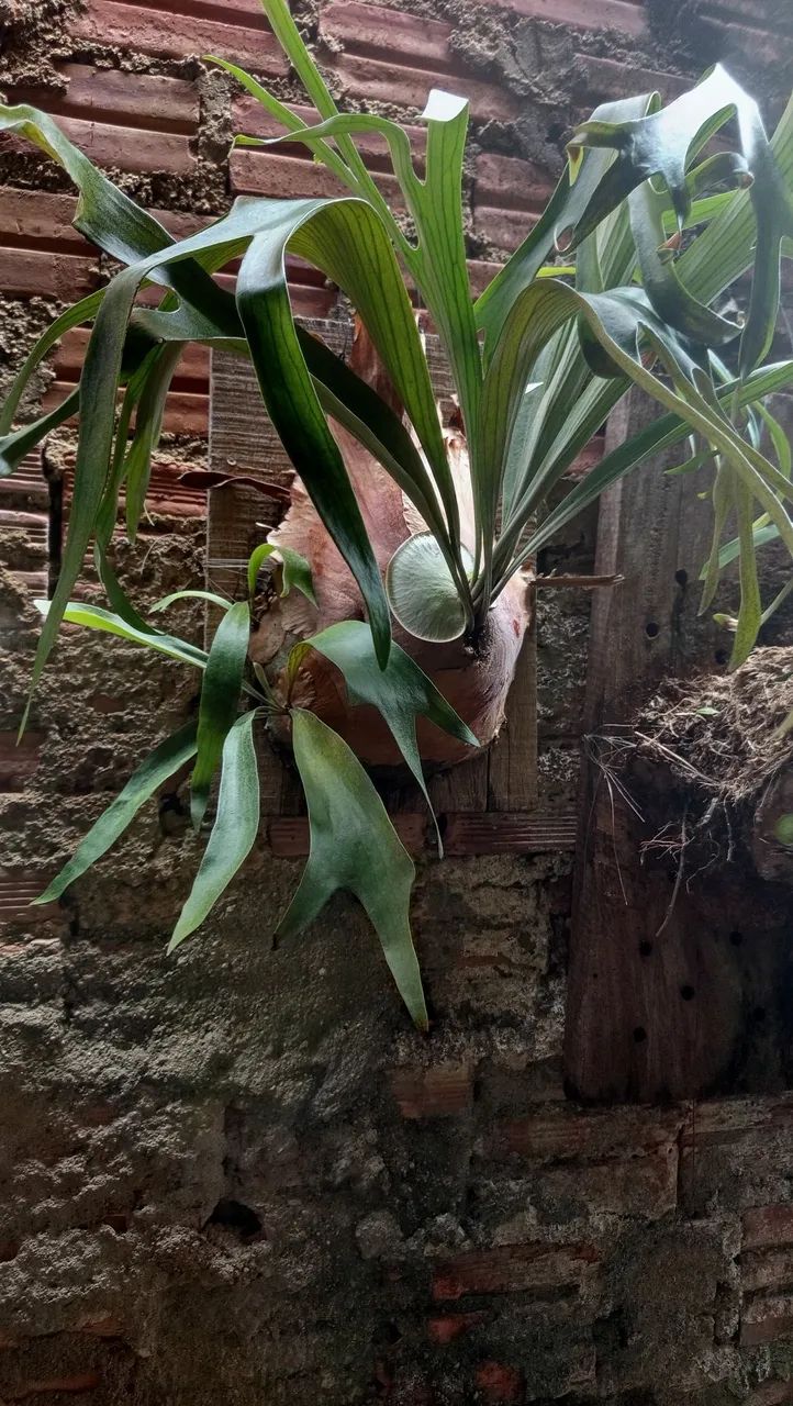 Samambaia Chifre de veado - Foto 3