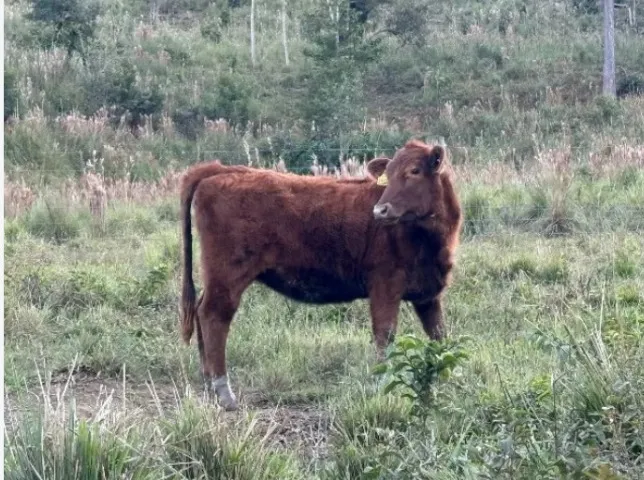 Vendo bezerros, ótimos animais