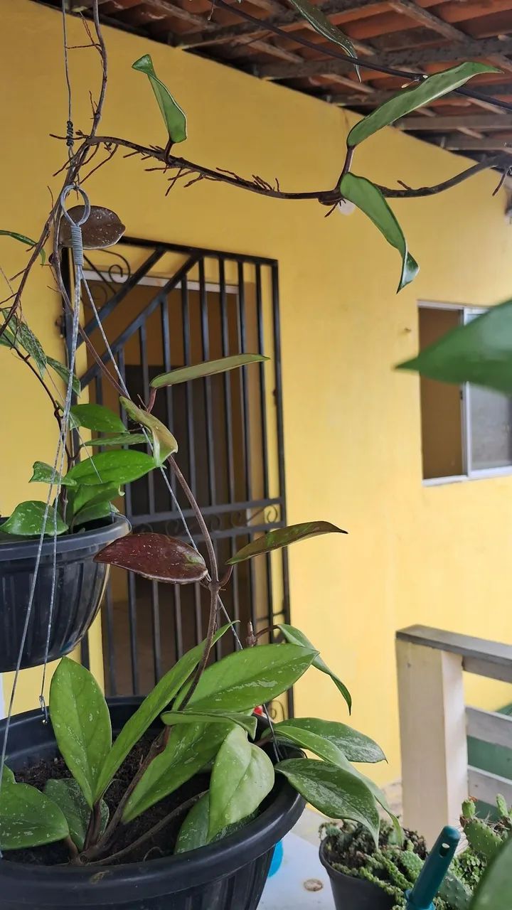 Foto - Fortaleza - Novo Mondubim