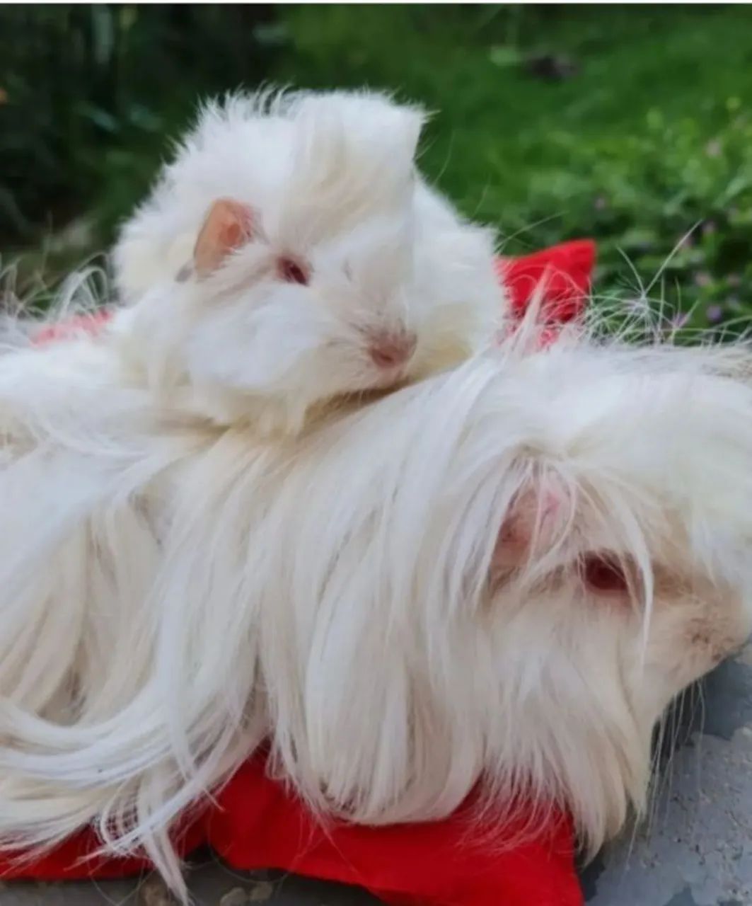 Porquinho da índia peruano - Foto 3