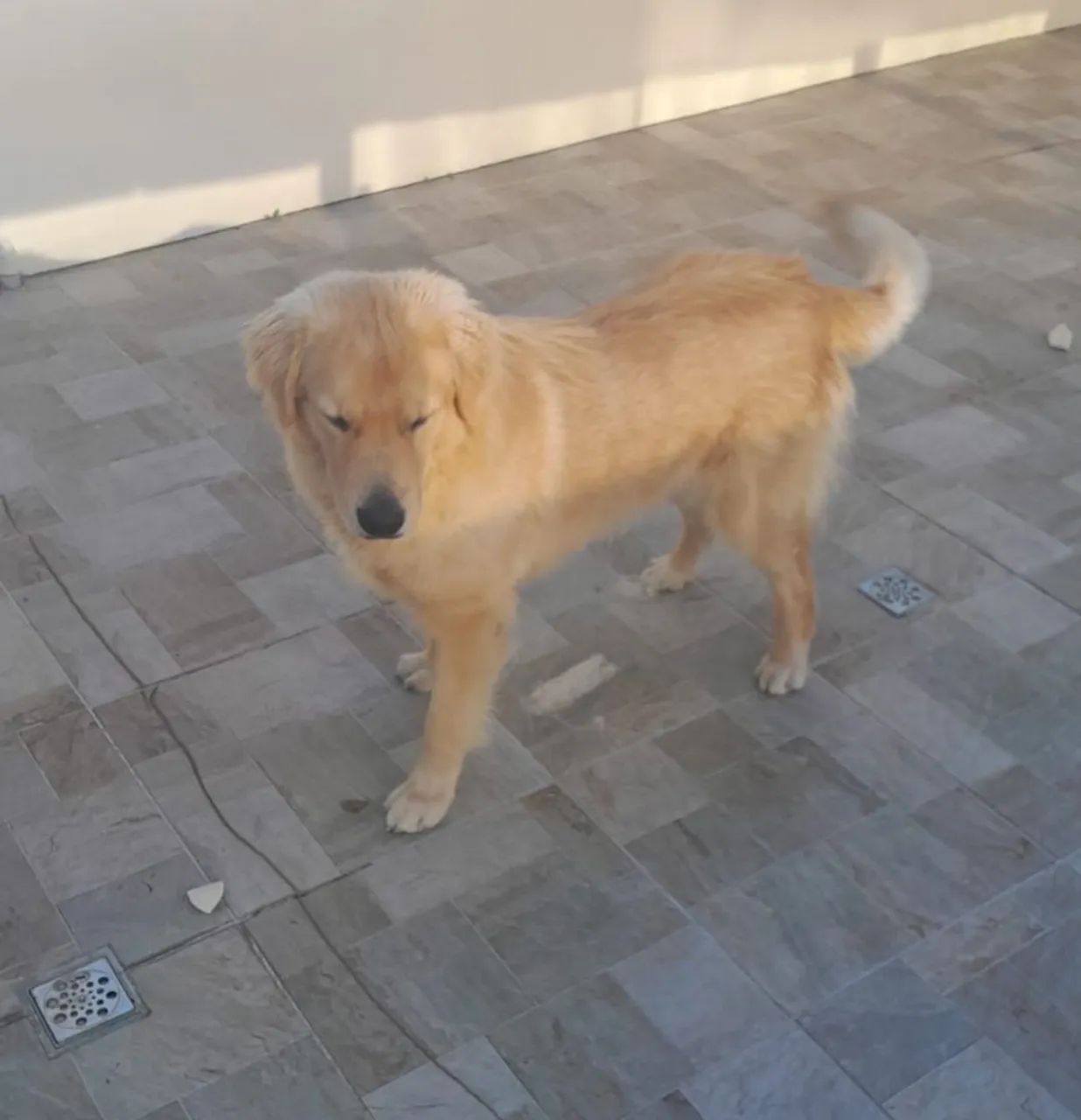 Golden Retriever. Dez meses 