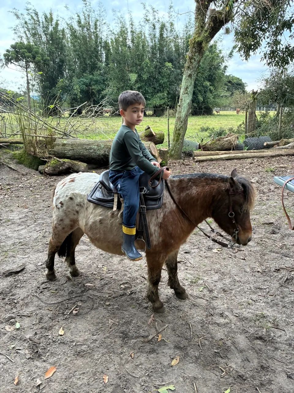 Pônei castrado 6 anos  - Foto 3