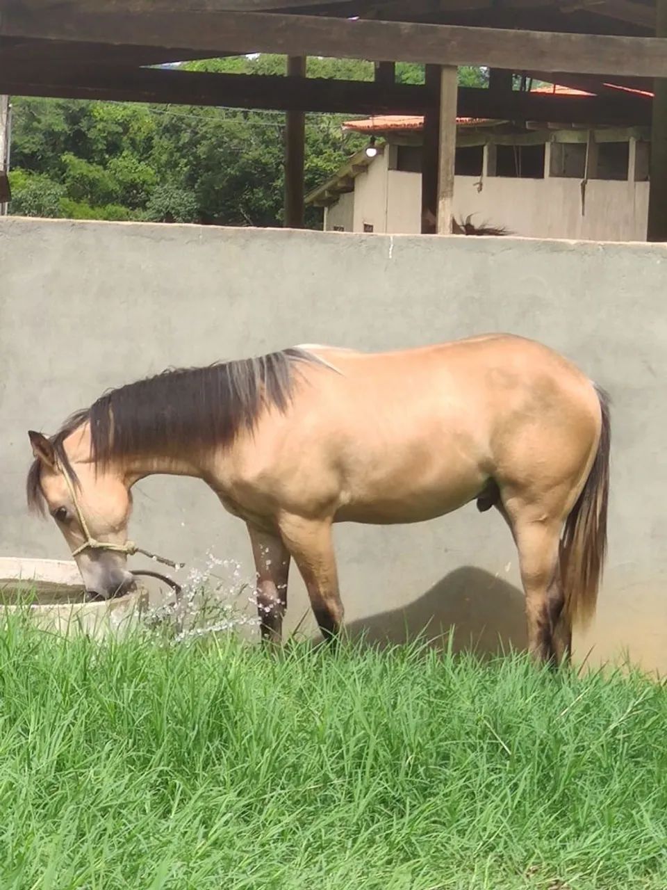 Potro baio para venda com papel muito bom 15 mil 