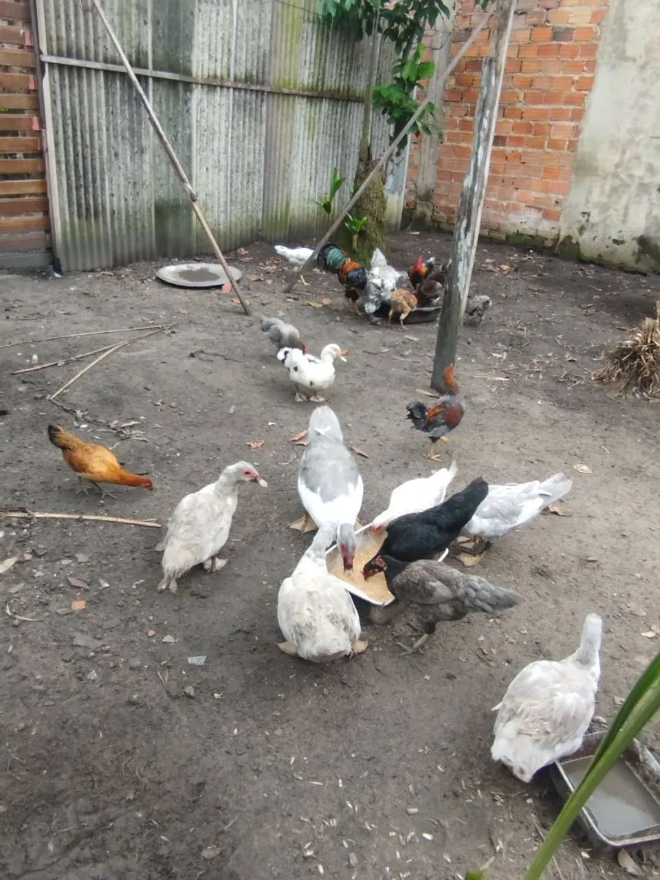 Patos e galinhas para criação para mais informações ligação ou ZAP *