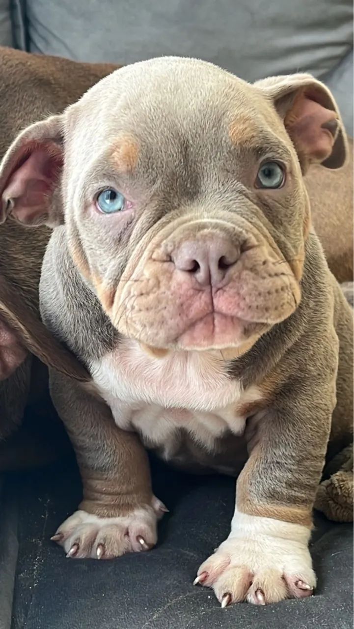 Super promoção/ canil registrado / american bully a partir de 1999 - Foto 5