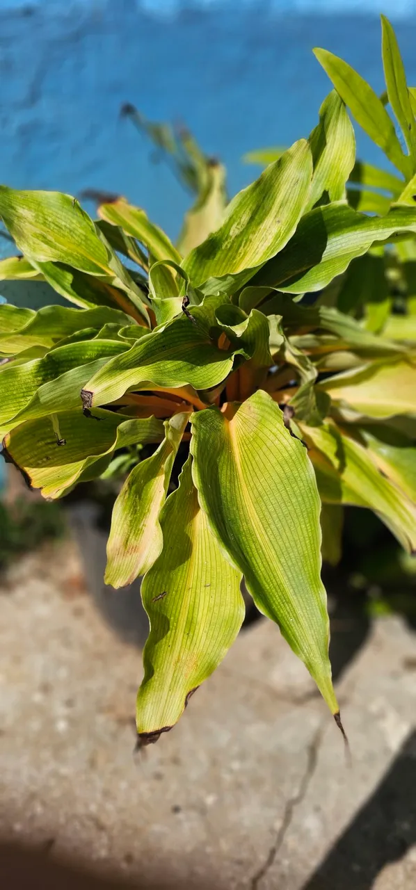 Planta Lumina