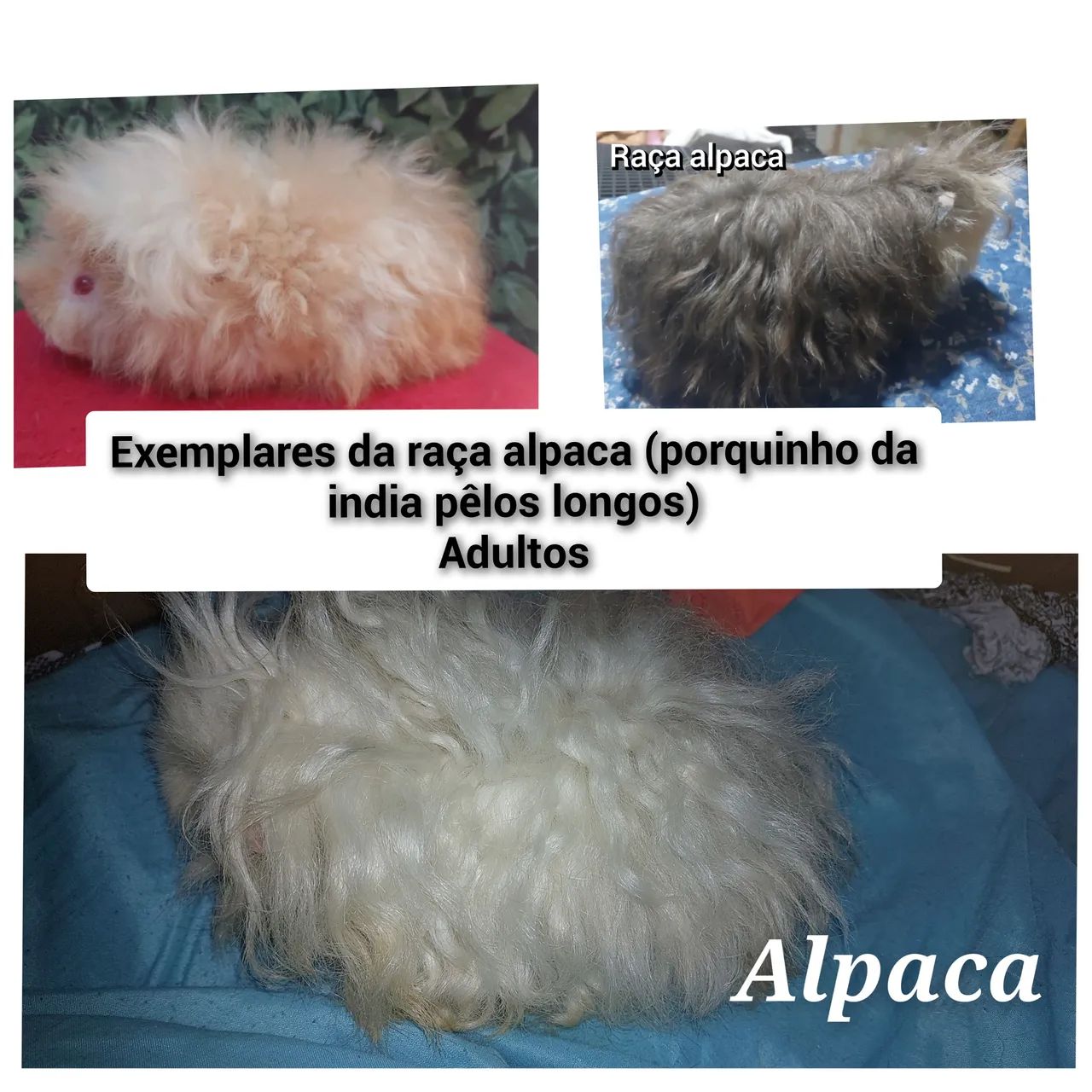 Porquinho da india raça alpaca