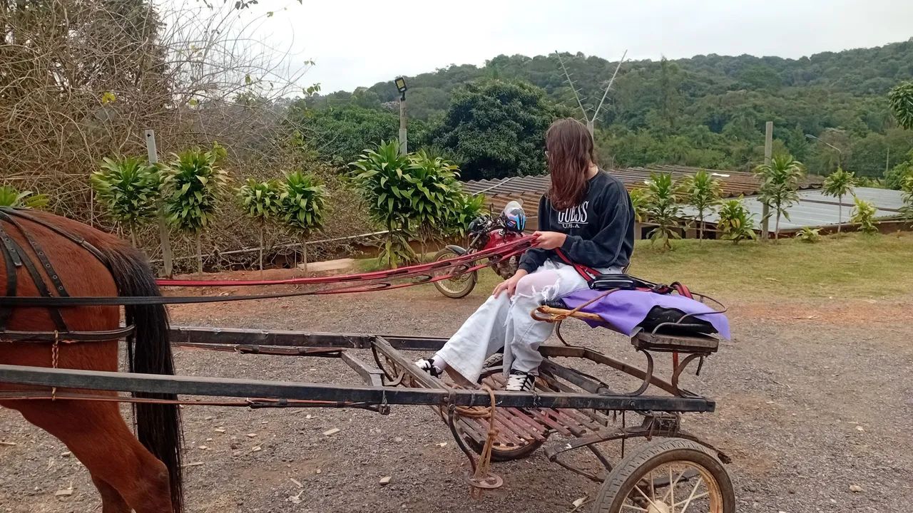 Cavalo para trabalho ou lazer