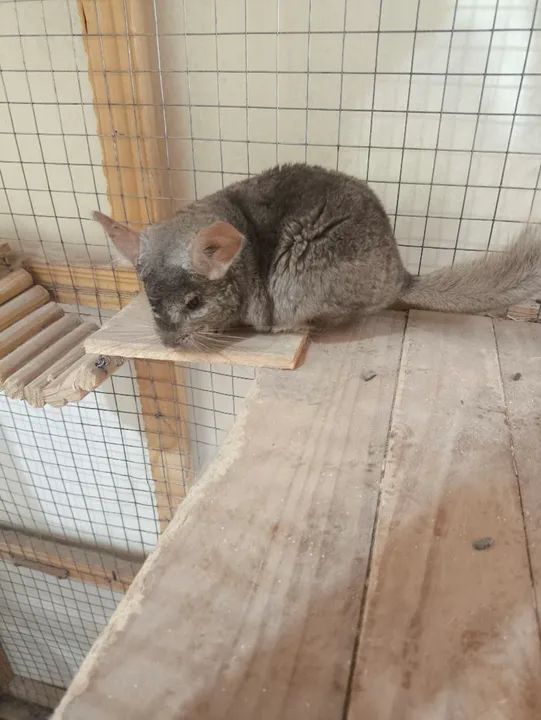 Chinchila Fêmea bege - Foto 2