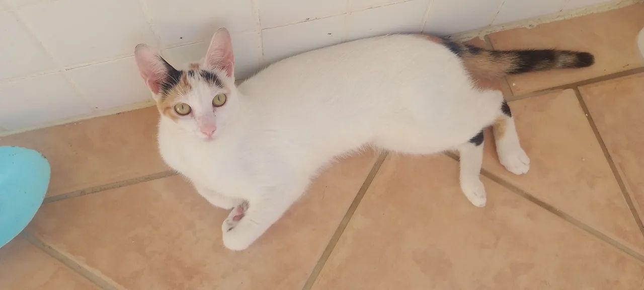 Gatos (10 meses) - Foto 2