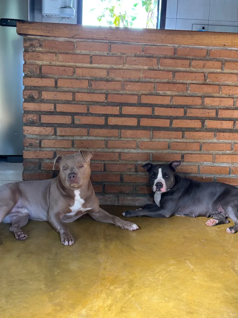 Filhotes de American Bully