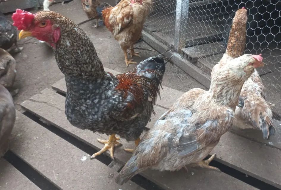 CASAL ADULTO DE GALINHA NANICÃO  - Foto 3