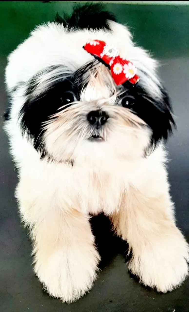 Shih Tzu Fofo para venda