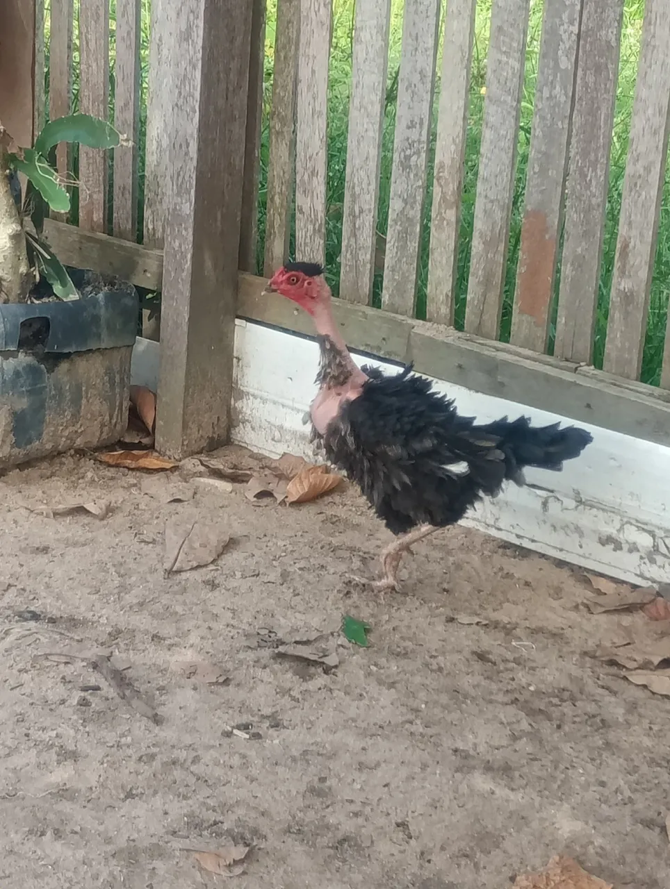 GALINHA ARREPIADA PIROCÓ Troco