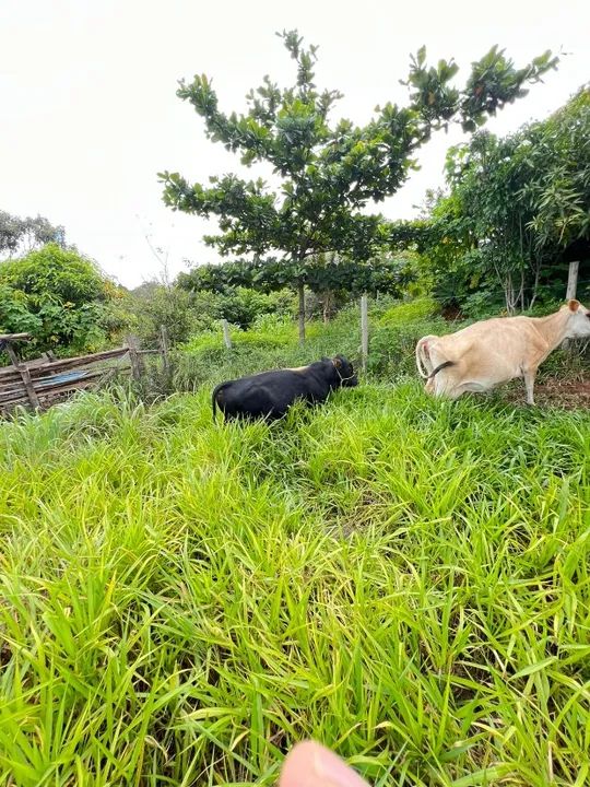 Mini boi reprodutor de 3 anos - 0,95m de altura! Pronto para cobertura! ? - Foto 4