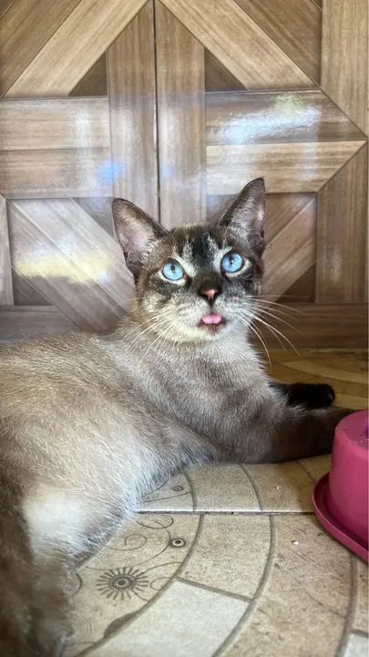 Gata com olhos azuis para adoção responsável  - Foto 2