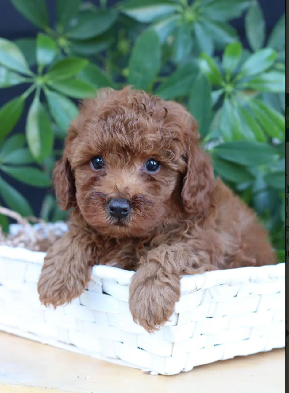 Poodle mini red dócil e encantador