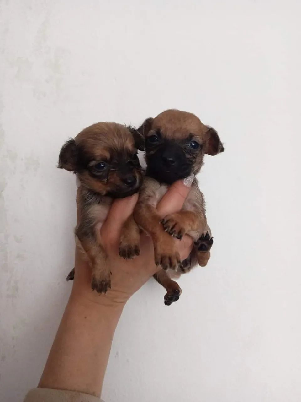 Pinfox pinscher x Fox paulistinha  - Foto 3