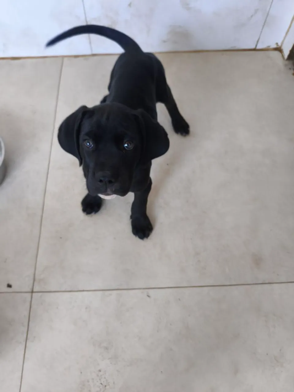 Filhote de Cane Corso Italiano