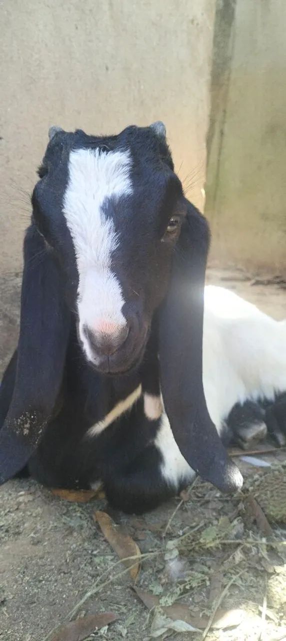 CABRITO com pelagem preta e branca - Foto 5