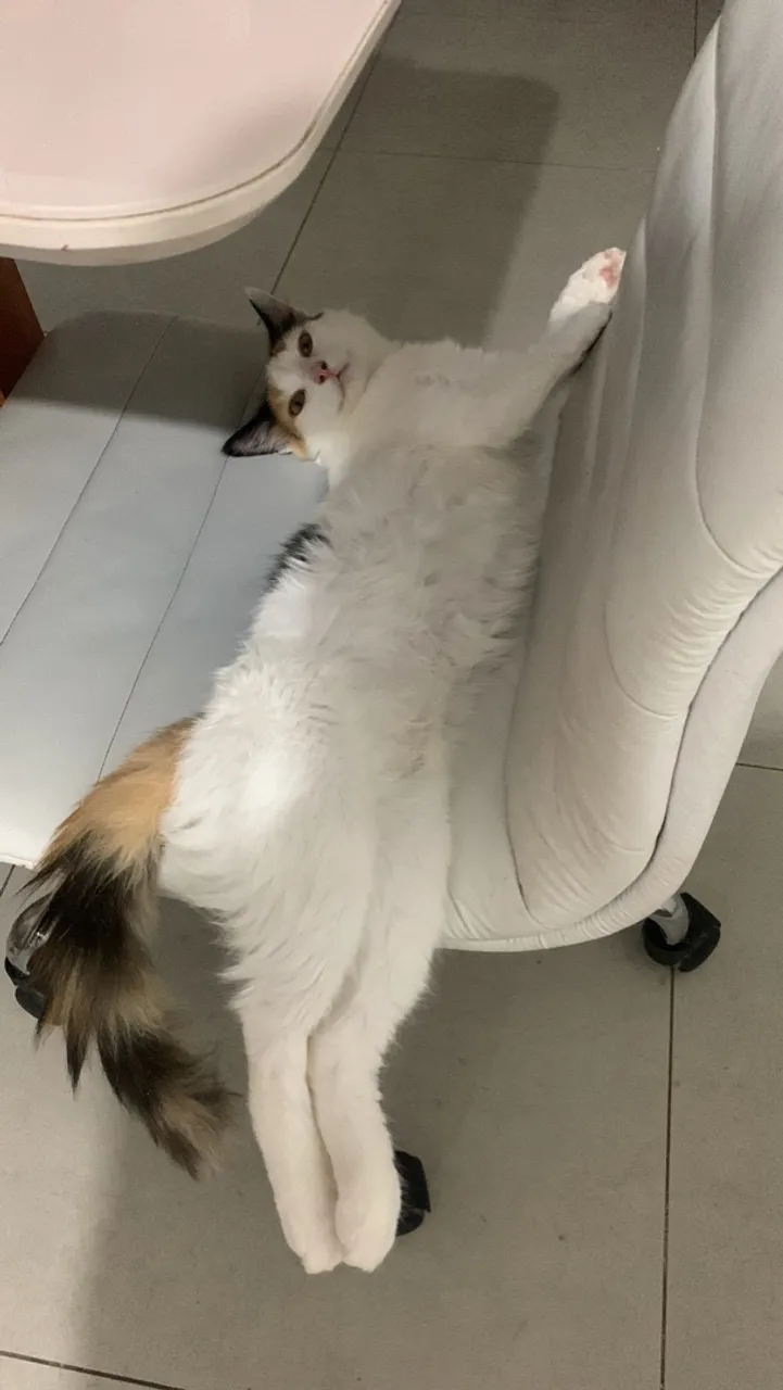 Gatinha para doação Charmosa e Adorável!