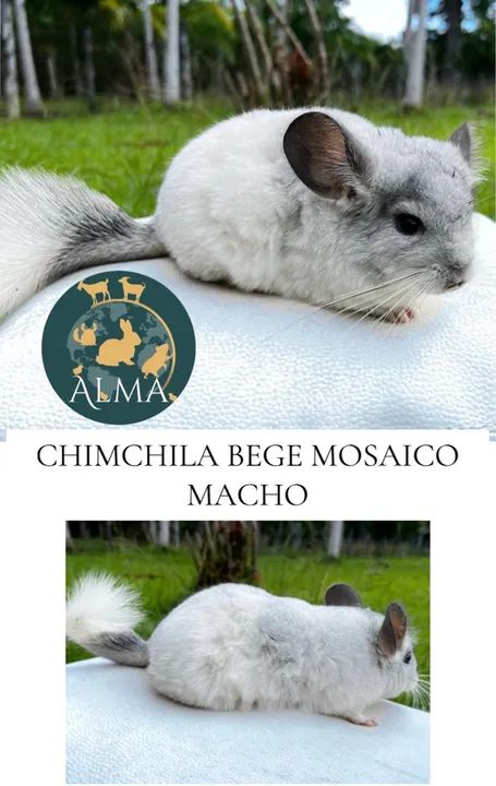 Chinchila Bege e standard disponível  - Foto 3