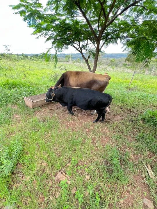Mini boi reprodutor de 3 anos - 0,95m de altura! Pronto para cobertura! ?