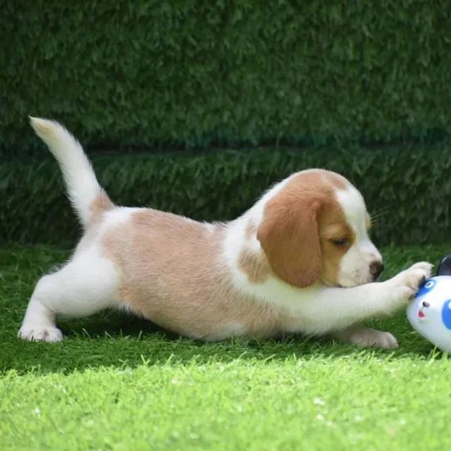 Beagle Raça Legítima 