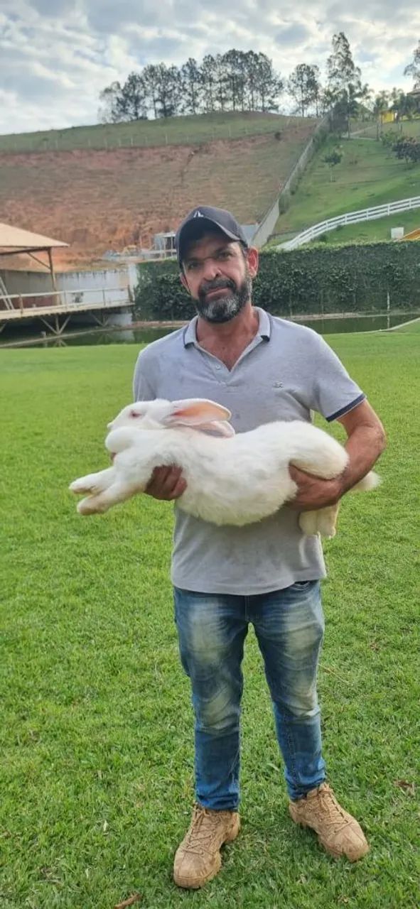 Criaçao completa Coelho gigante de flandres - Foto 4