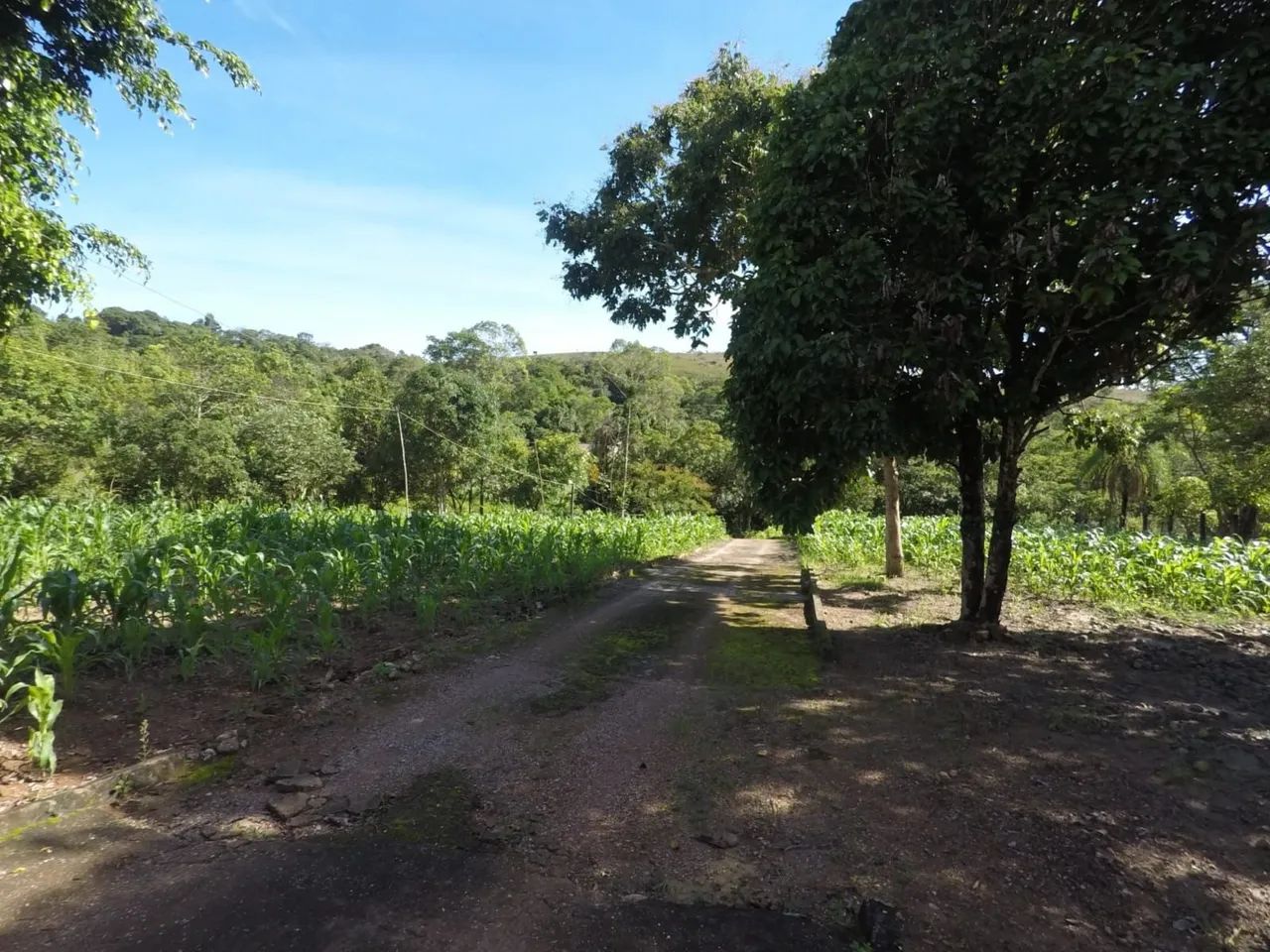 Foto - Girassol - Girassol