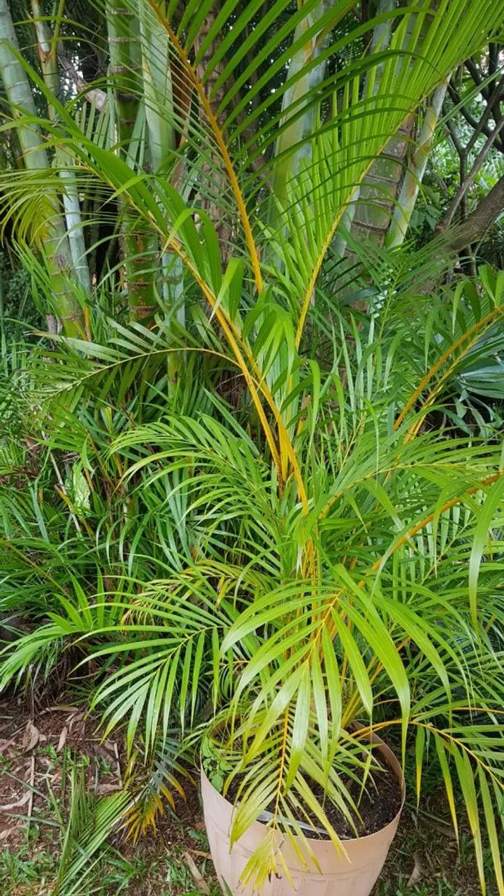 Palmeira Areca - Planta de Interior e Exterior