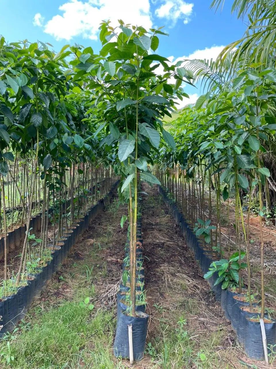 Mudas árvores para Reflorestamento & Paisagismo