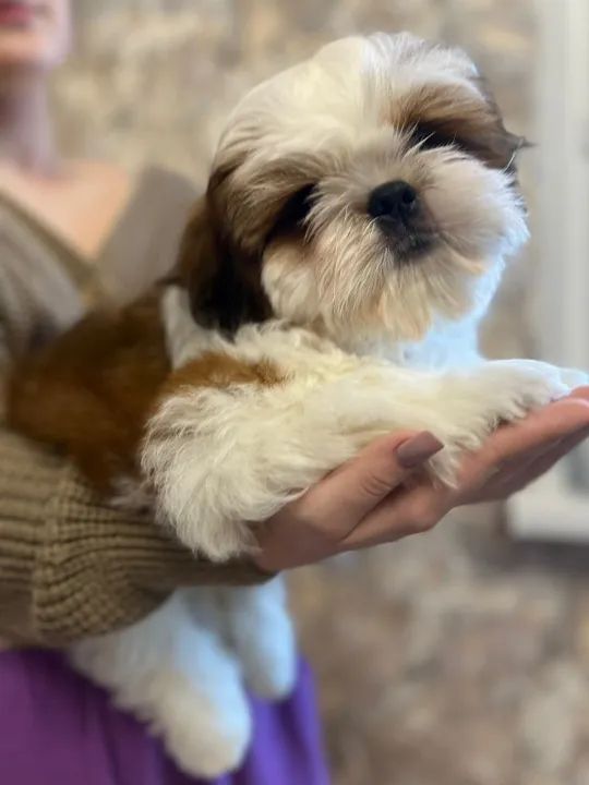 Shih-Tzu branco e dourado 